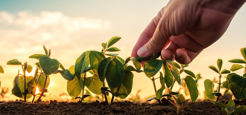Inovação agro vai detectar parasitas nas lavouras de soja